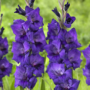 Gladíolo 'Purple flora'